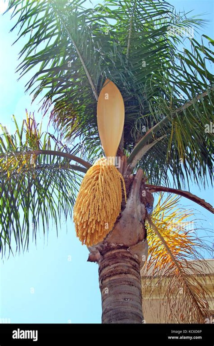 seed pods on palm trees