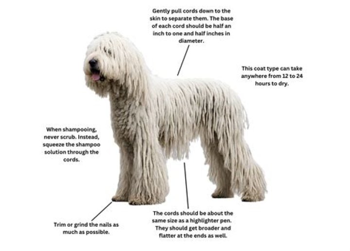 shaved komondor