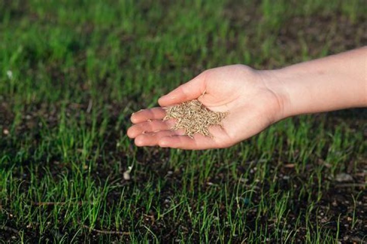 should i put topsoil over grass seed