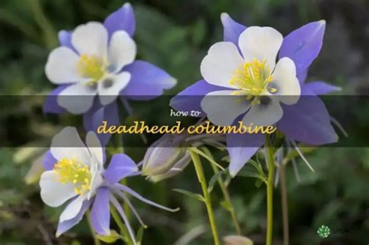should you deadhead columbine