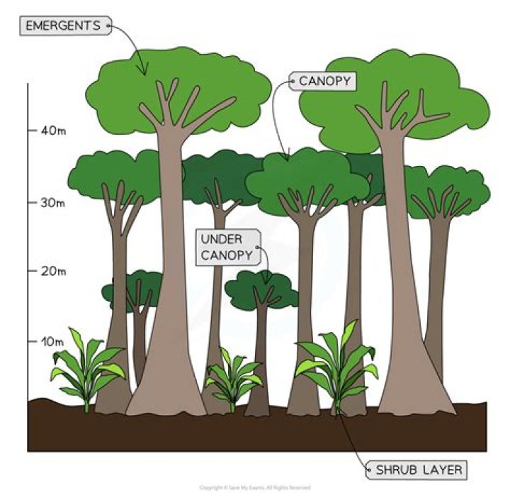 shrub layer