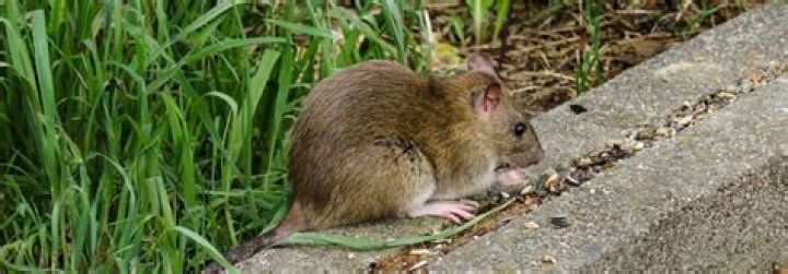 signs of rats under decking