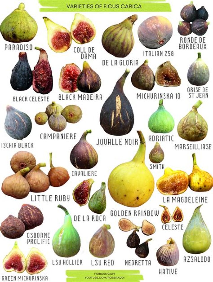 size of a fig