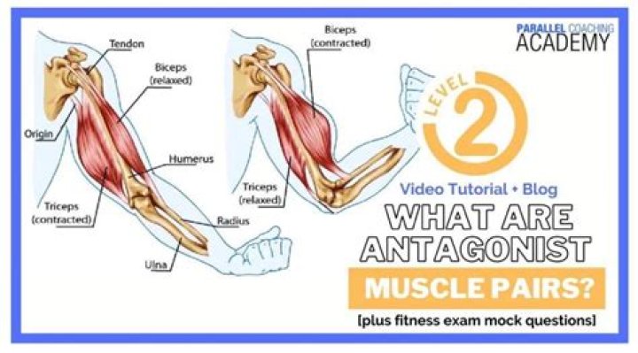 skeletal muscles always work in antagonistic pairs