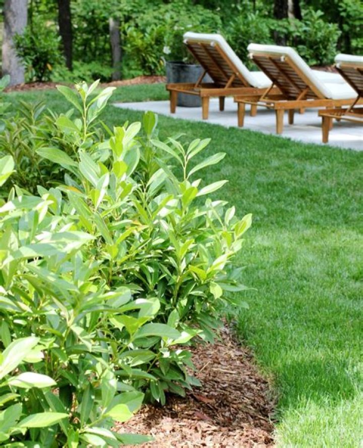 skip laurel care