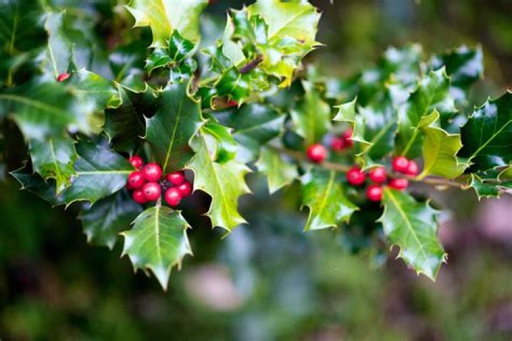 small holly shrubs
