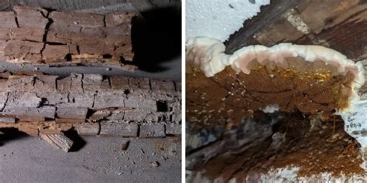 smell of dry rot