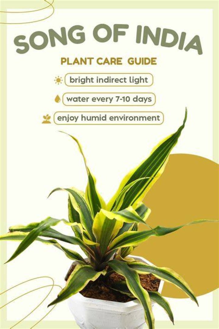 song of india plant cats