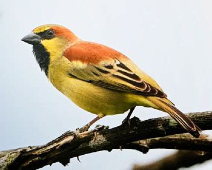 sparrow in sanskrit