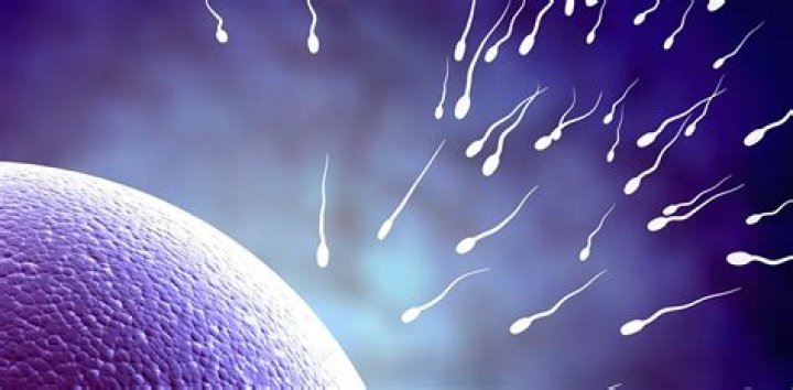sperm sorting cost 2021