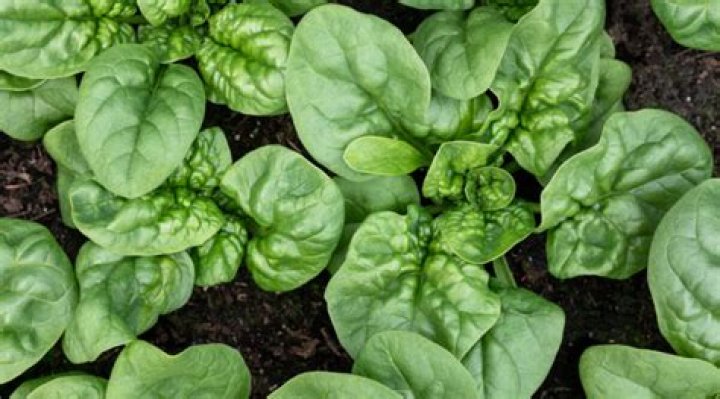 spinach is which part of plant