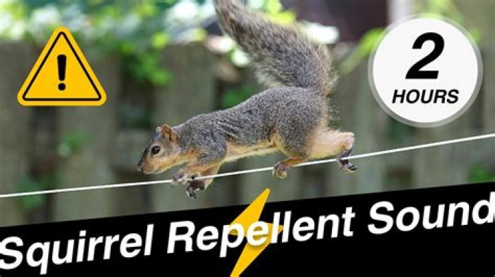 squirrel repellent sound