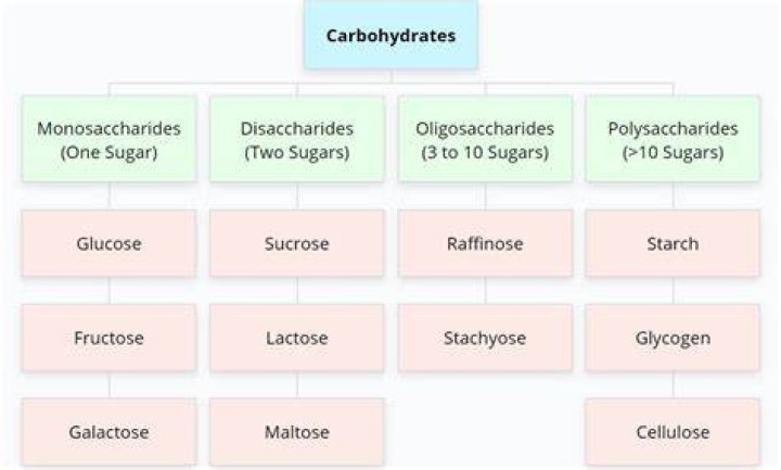 stars belong to which class of carbohydrate