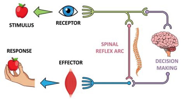 stimuli response theory