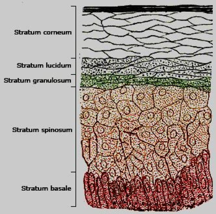 stratum lucidum function