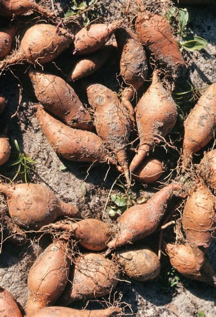 sweet potato is root or stem