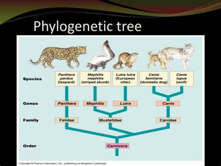 systematics vs phylogeny