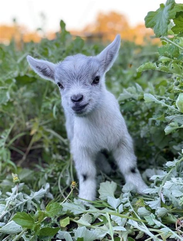 teacup smallest goat breed