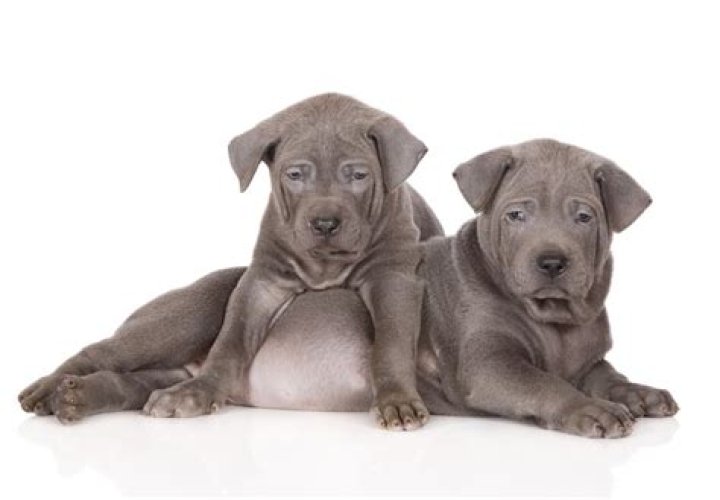 thai ridgeback price