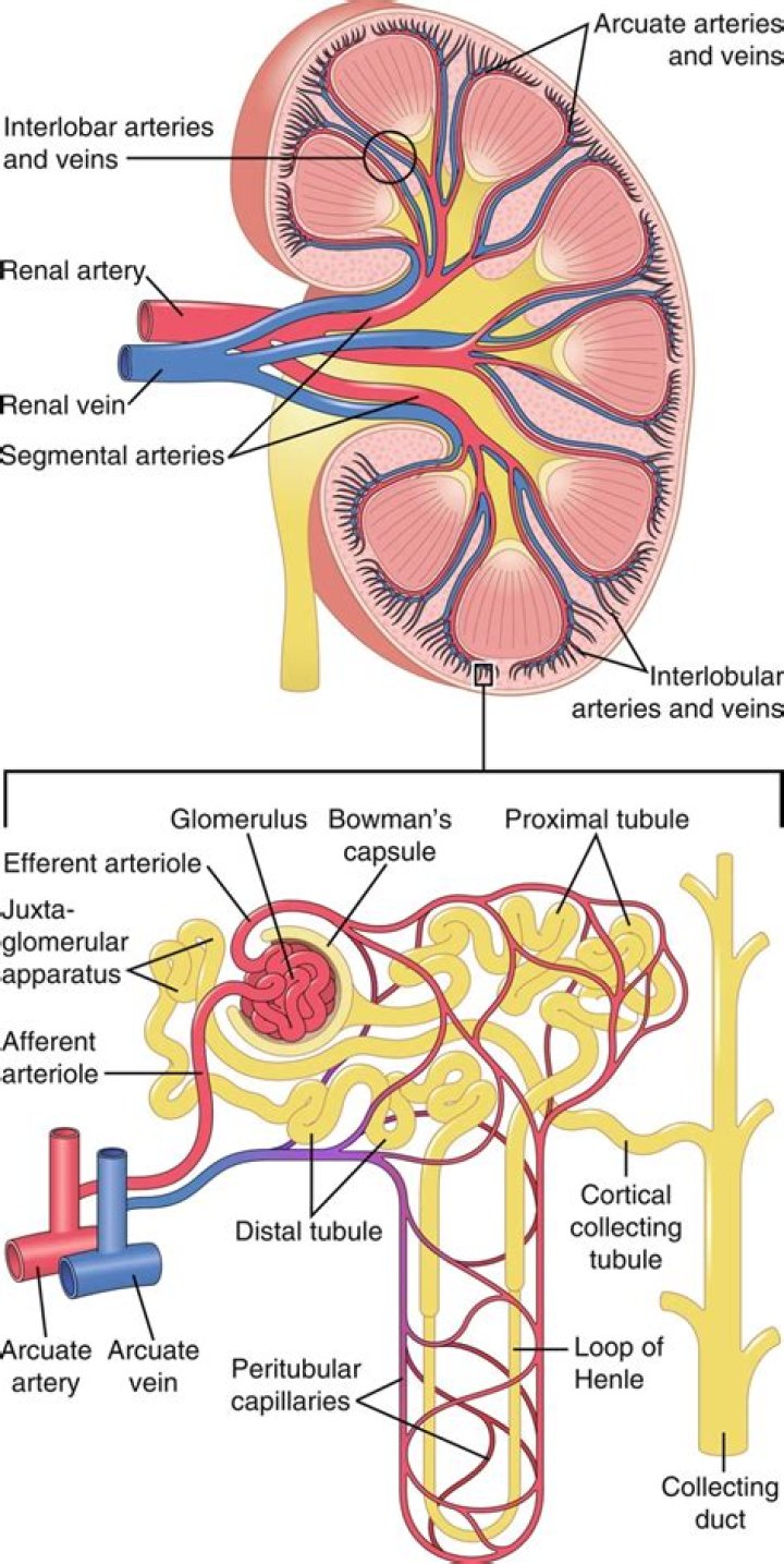 the fatty tissue surrounding the kidneys is important because it