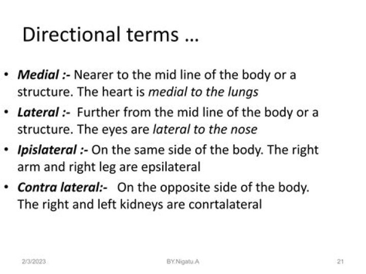 the heart is medial to the lungs