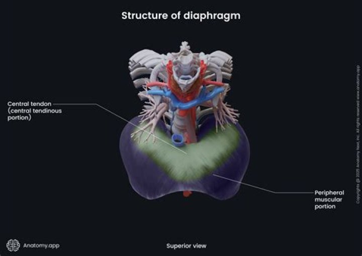 the heart is superior to the diaphragm