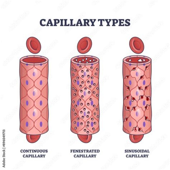 the most common type of capillaries are