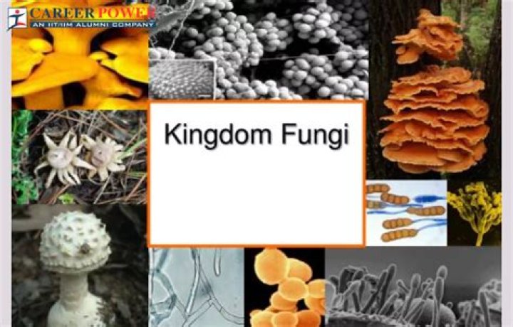the outstanding characteristic of the kingdom fungi is