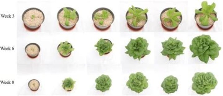 they can be called boston bibb romaine iceberg