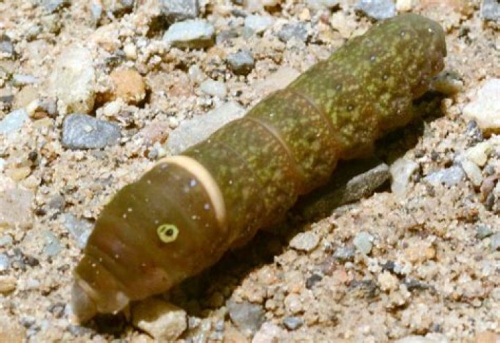 tiger swallowtail caterpillar poisonous