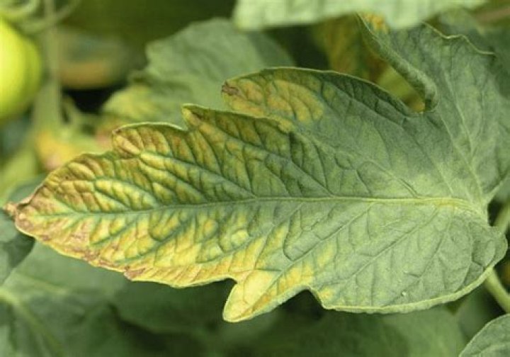 too much calcium in plants