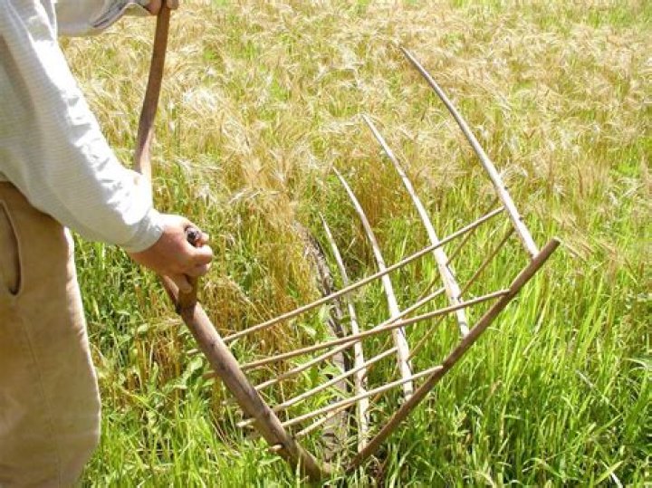 tools to harvest wheat