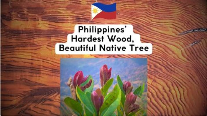 top 10 hardest wood in the philippines