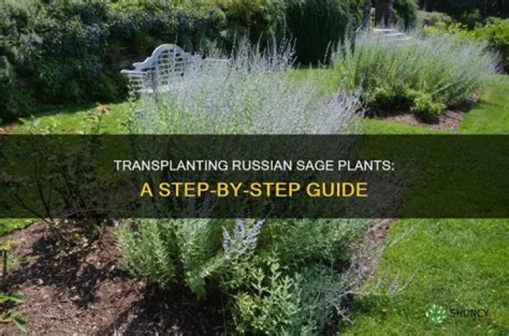 transplanting russian sage