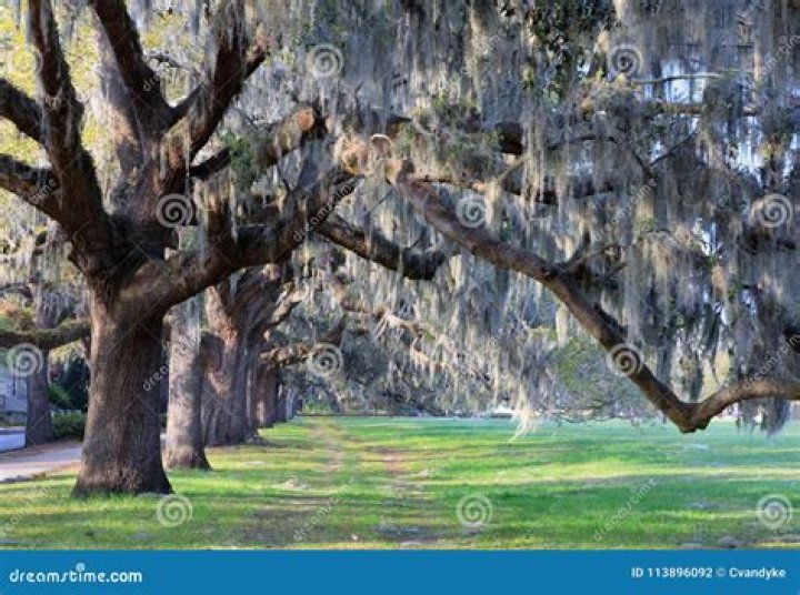 trees in savannah georgia