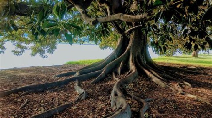 trees that roots grow straight down