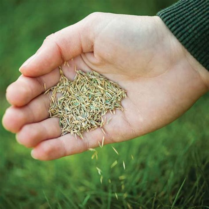 trugreen grass seed