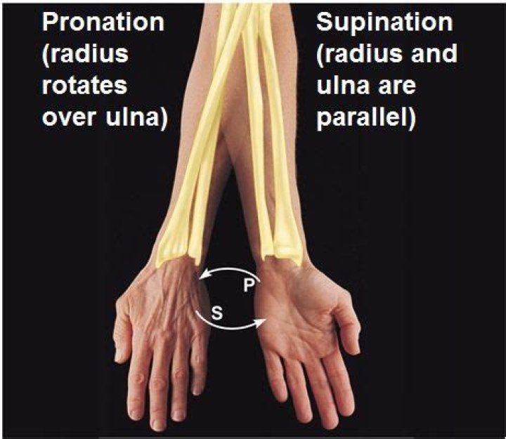 turning the palm downward is called