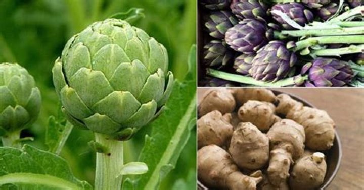 types of artichokes