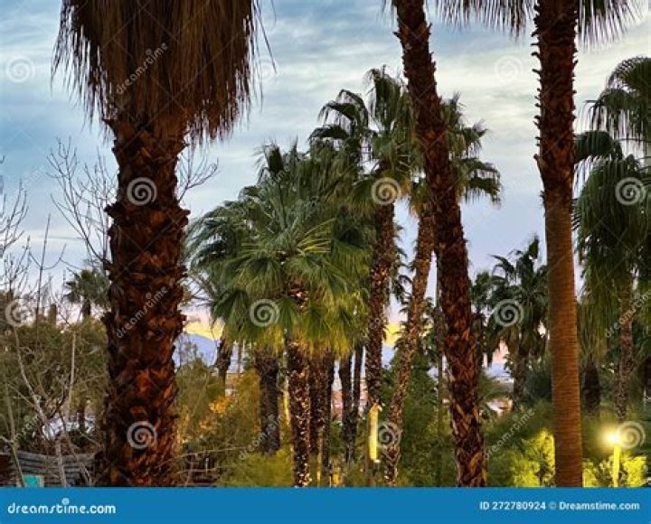 types of trees in las vegas