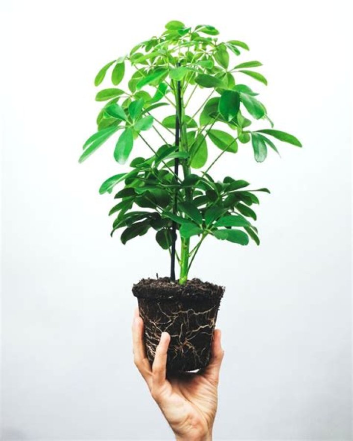 umbrella plant outdoors