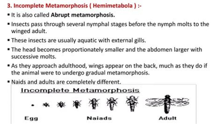 “unlike incomplete metamorphosis
