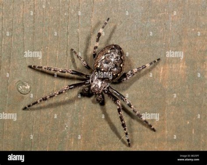 walnuts spiders