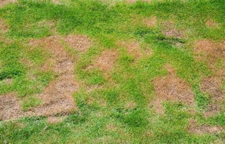 warm season grass turn brown