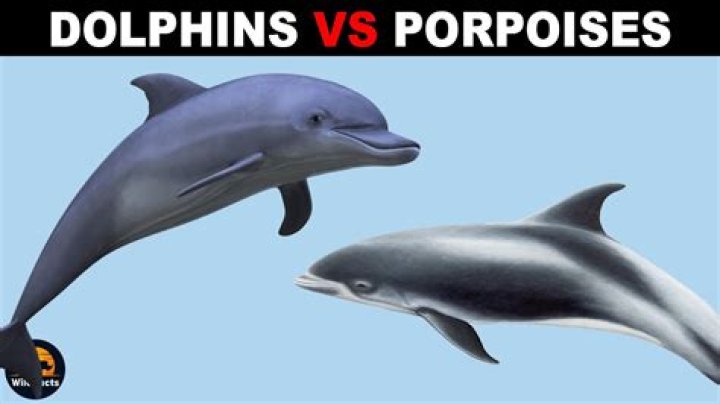 was flipper a dolphin or porpoise