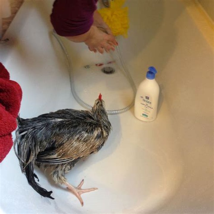 washing chicken with soap