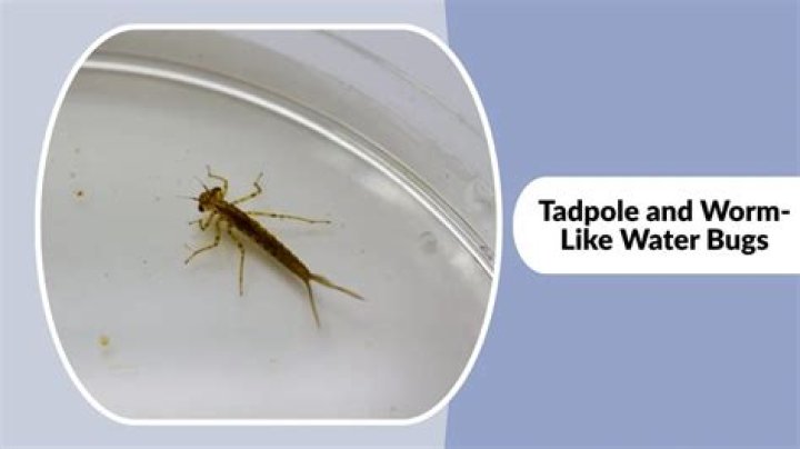 water bugs that look like tadpoles