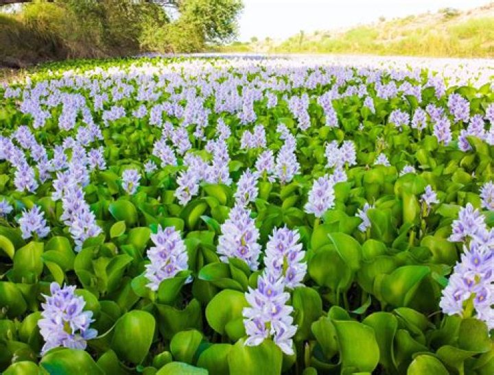 water hyacinth is living or nonliving