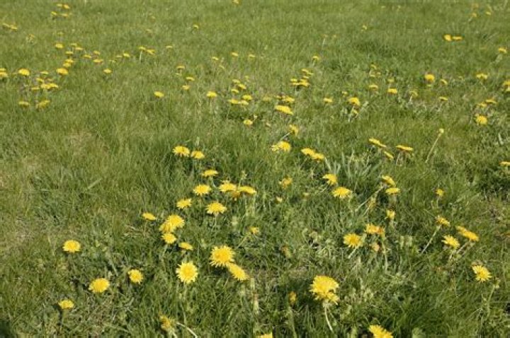 water softener salt to kill weeds