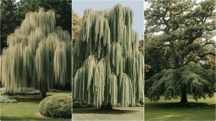 weeping oak tree